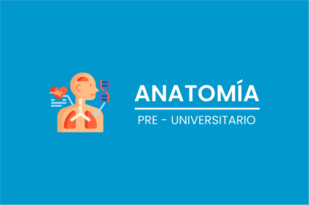 Anatomía